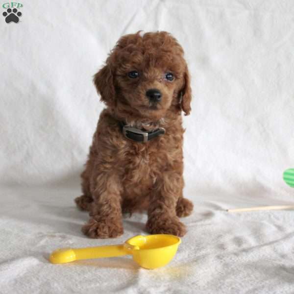 Jaden, Toy Poodle Puppy